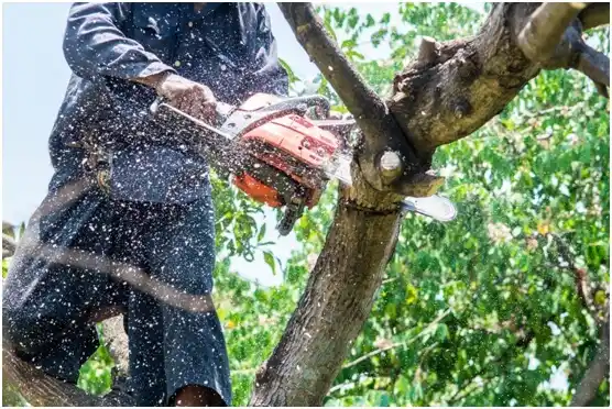 tree services Reiffton